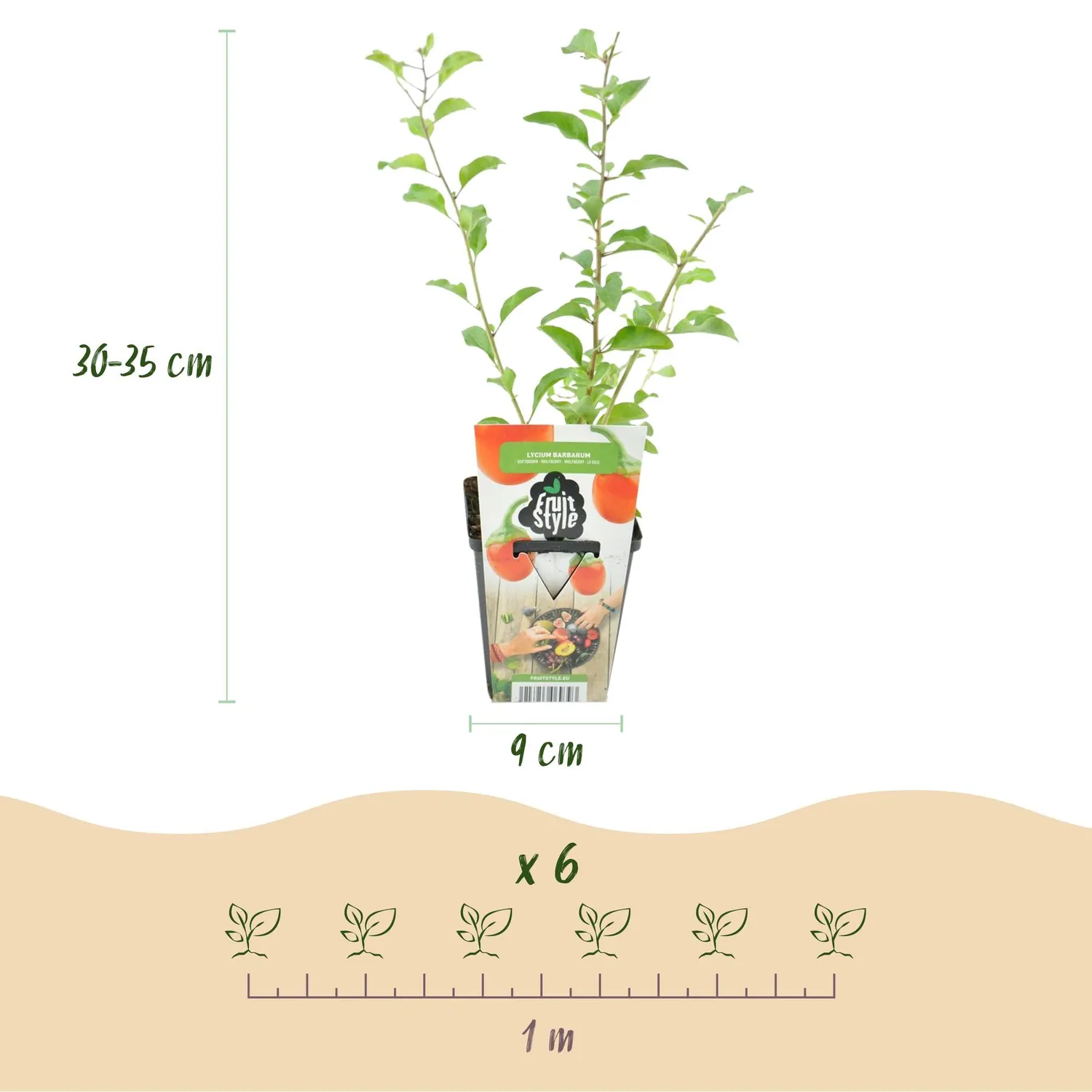 PLANT AND STORIES Baie de Goji Lycium fruitier pot 9 cm 35 cm 3 plants