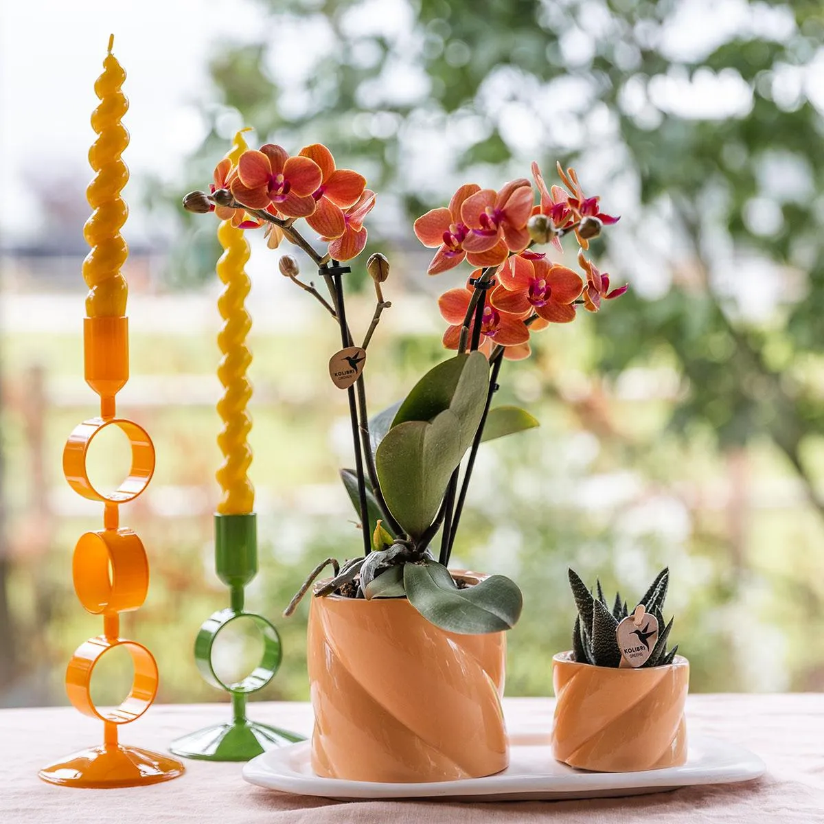 Plant and Stories Phalaenopsis Orchidée Orange Coffret Cadeau