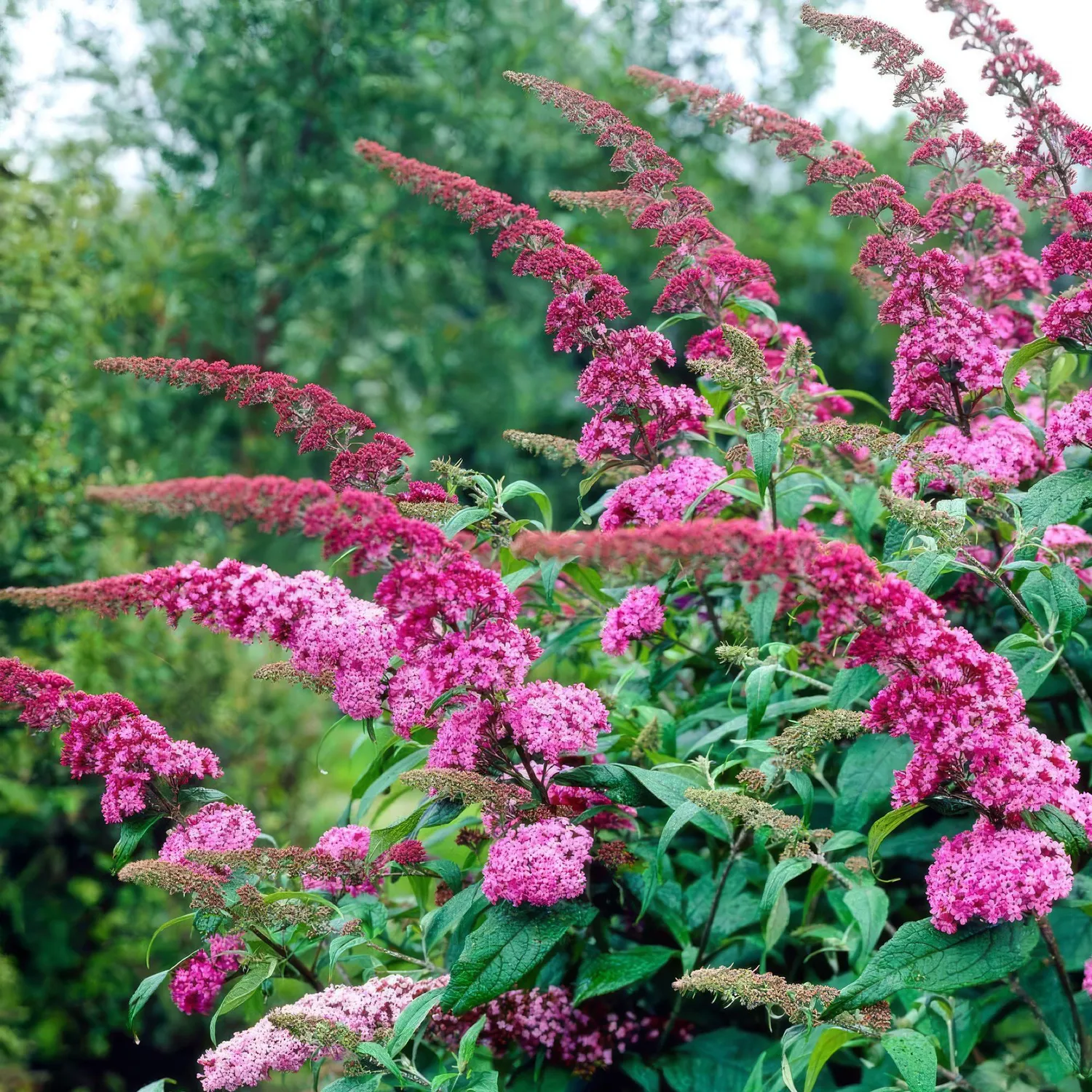 Plant and Stories Pink Delight buddleia arbuste 1 plant pot 17 cm