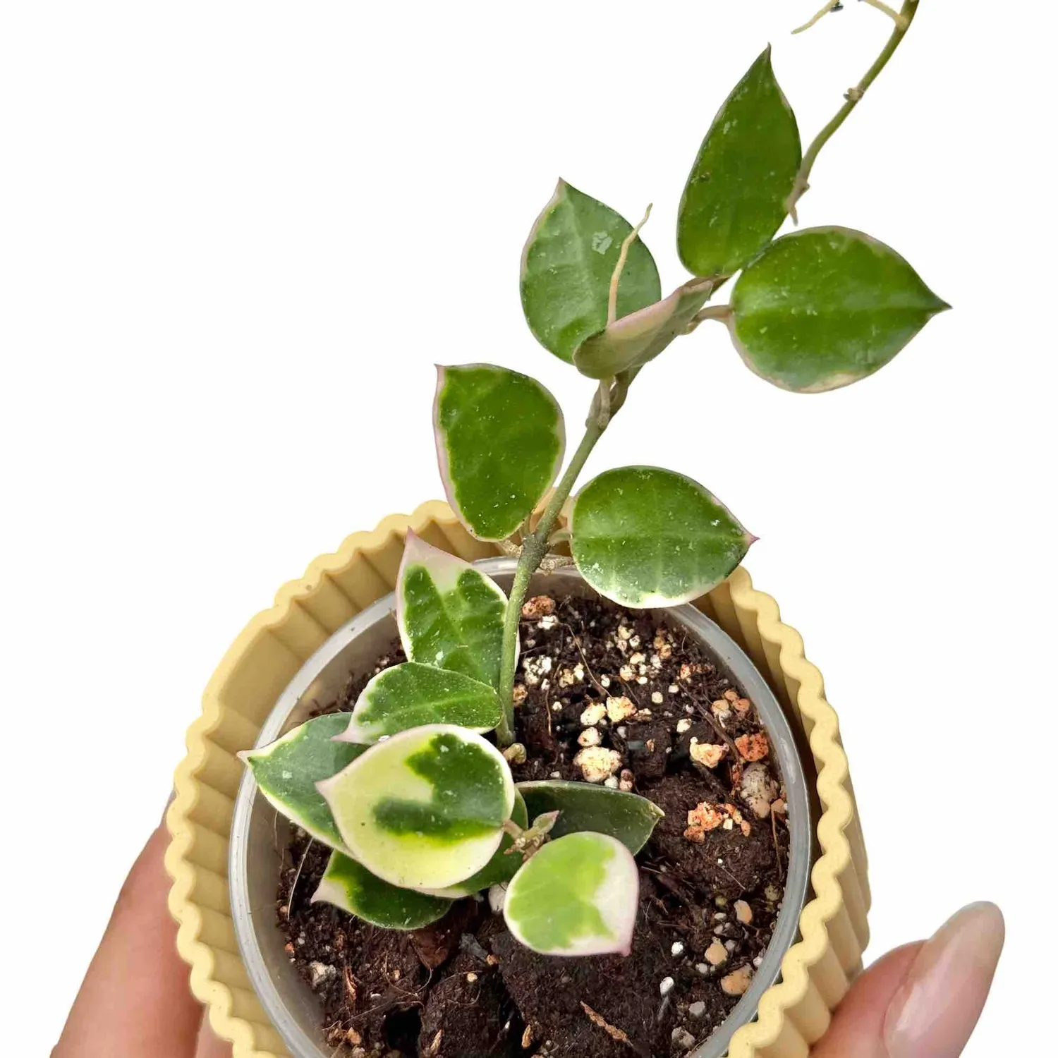 PLANT AND STORIES Hoya Lacunosa Asami plante pot 6 cm