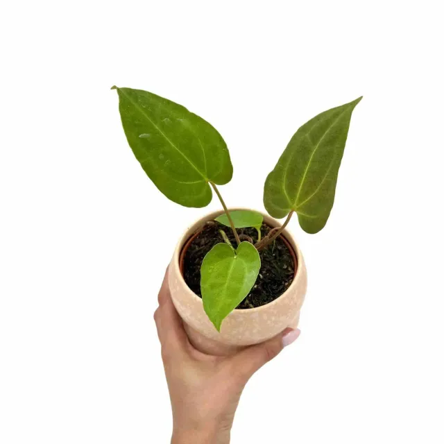 Plant and Stories Ace Spades Papillilaminum anthurium 9 cm velours