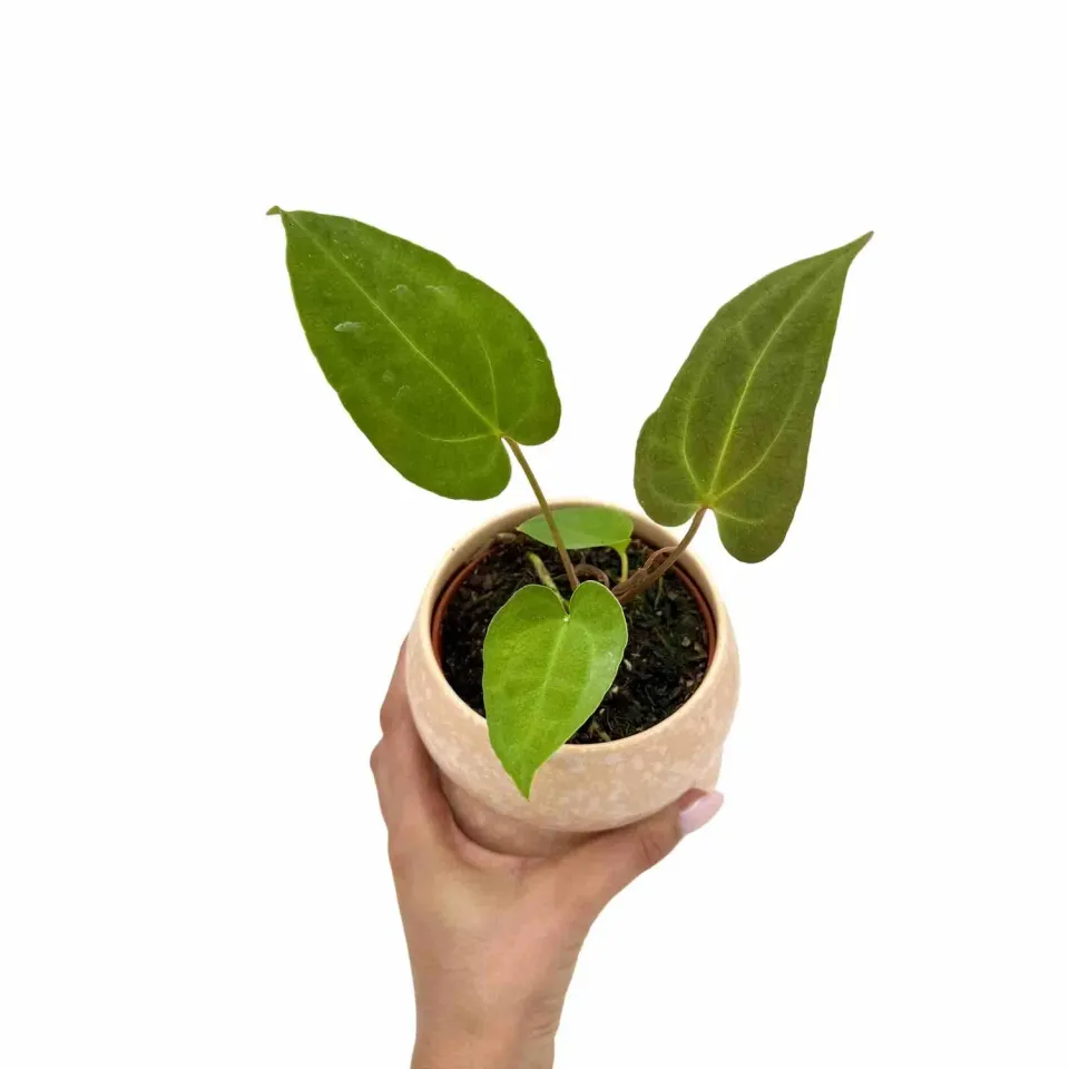 Plant and Stories Ace Spades Papillilaminum anthurium 9 cm velours
