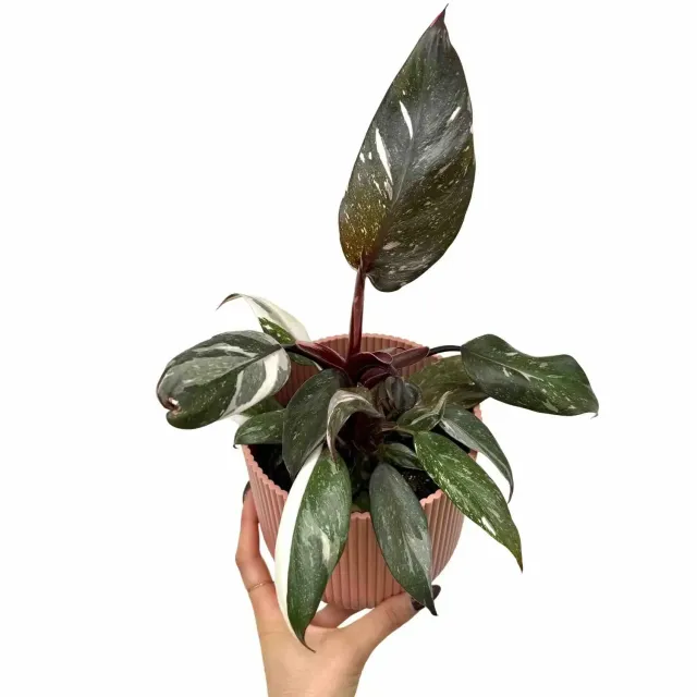 Plant and Stories Philodendron Red Anderson plante pot 6 cm rouge