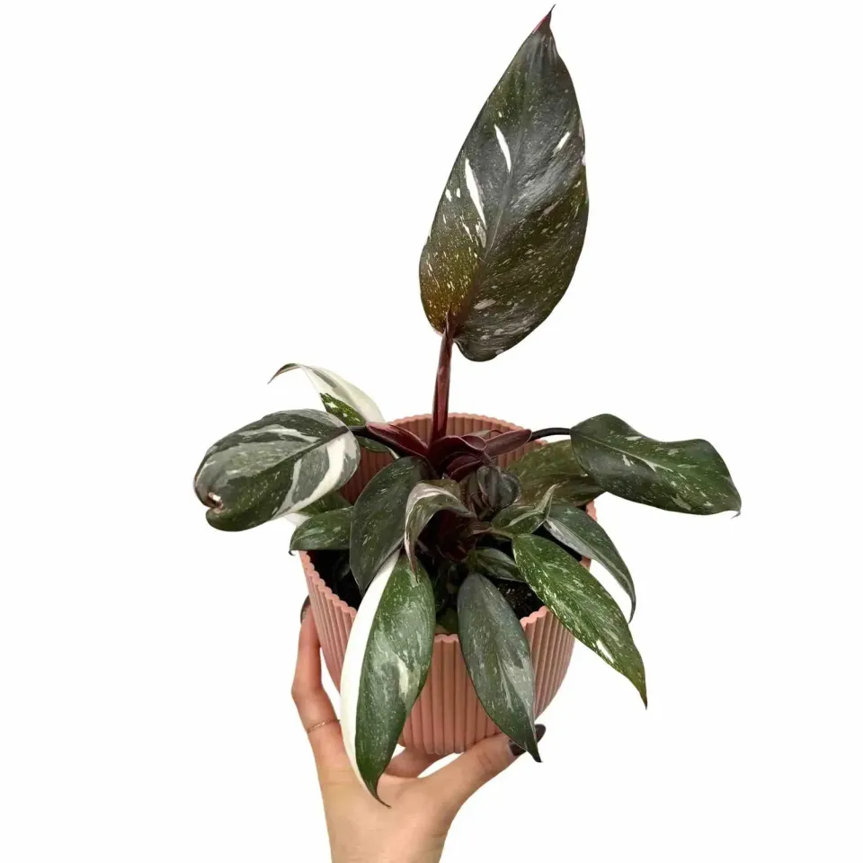 Plant and Stories Philodendron Red Anderson plante pot 6 cm rouge