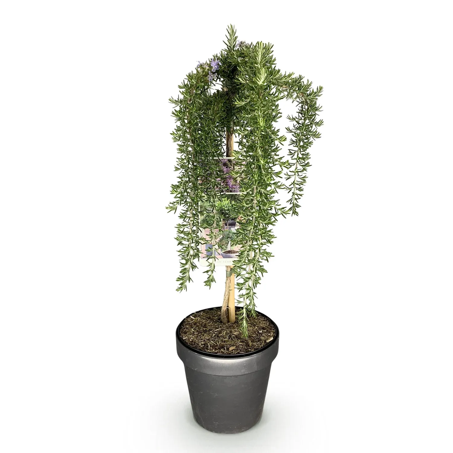 Plant and Stories Prostratus Violet romarin sur tige pot 19 cm