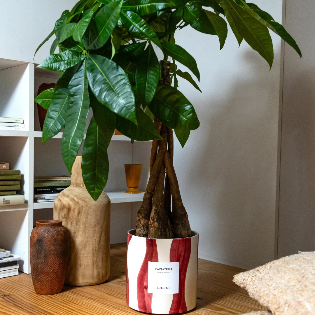 By Charlot L'Aviateur grande plante verte L+ 100 cm