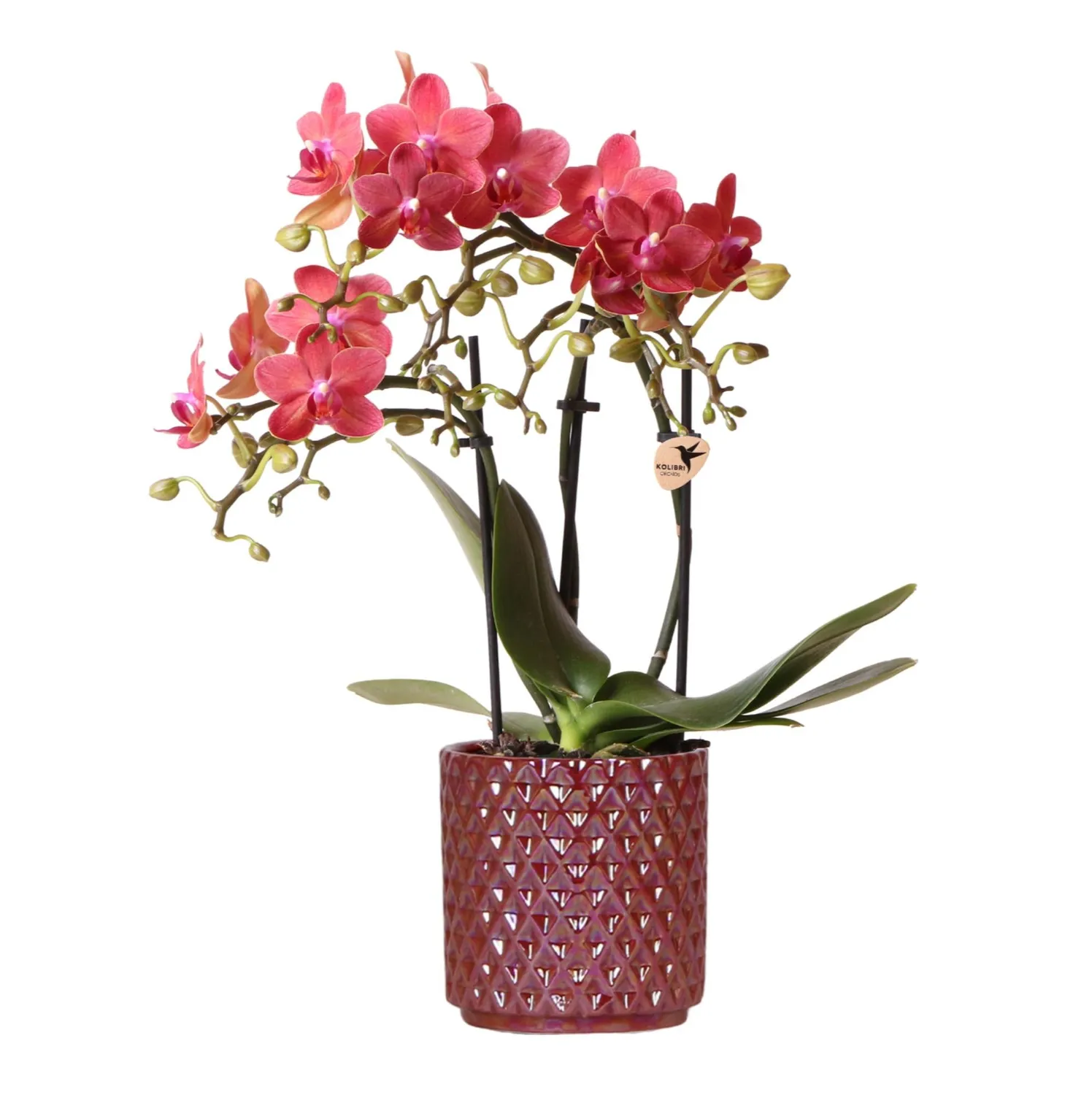 Plant and Stories Phalaenopsis Congo orchidée rouge pot 9 cm