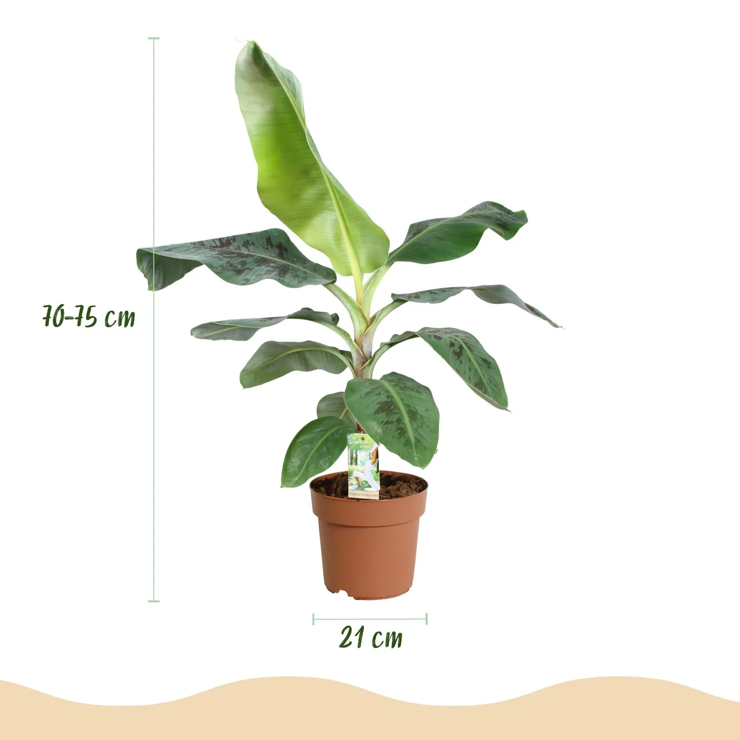 Plant and Stories Musa Nain Cavendish bananier pot 21 cm 70 cm