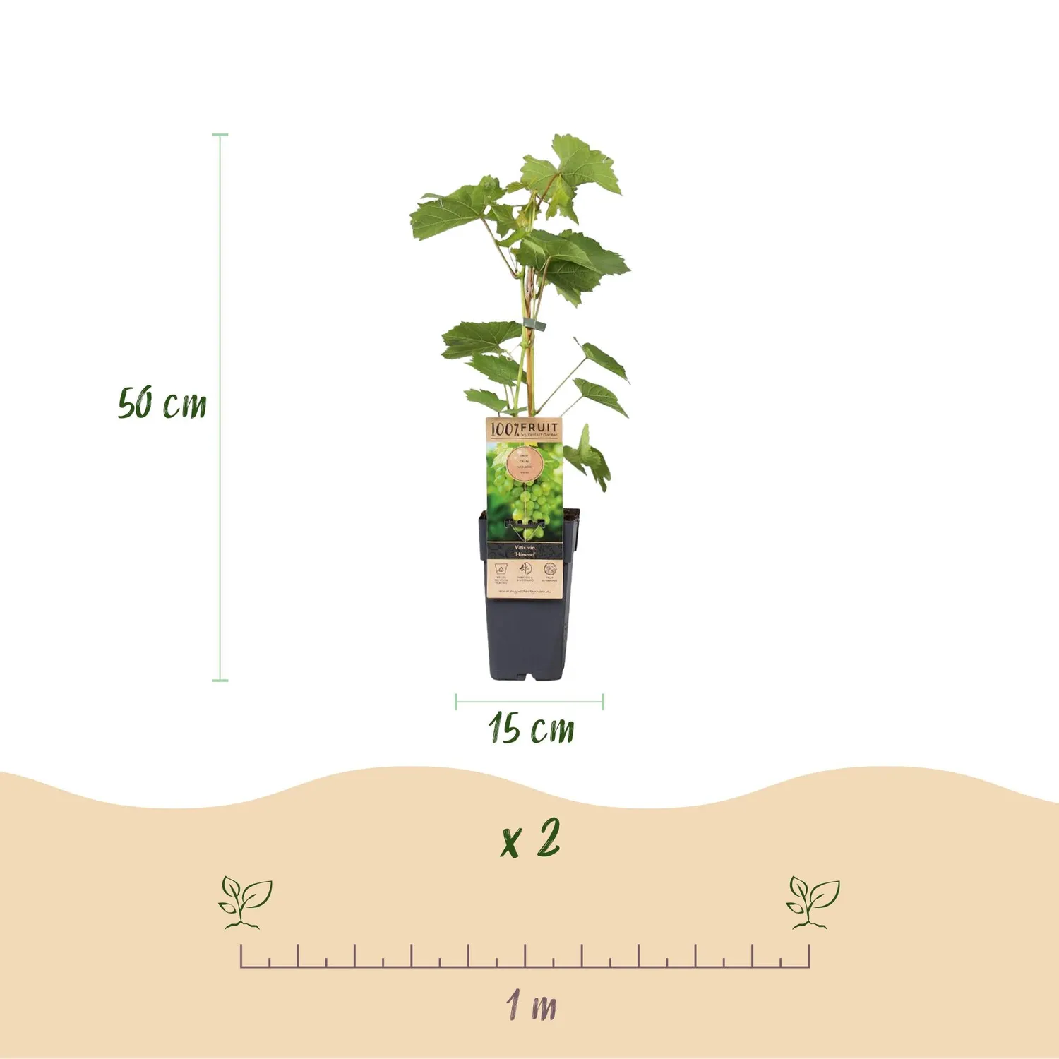 Plant and Stories Himrod Vigne fruitier lot 2 raisin sans pépins