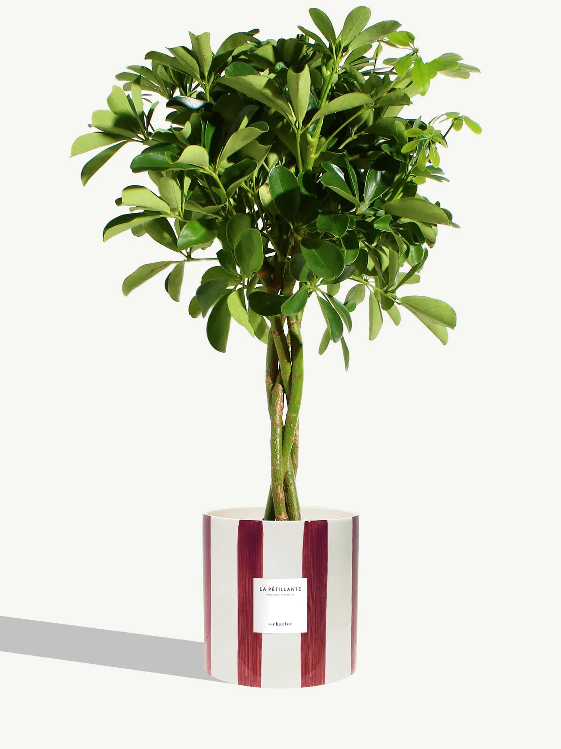 By Charlot La Pétillante schefflera plante pot 18 cm