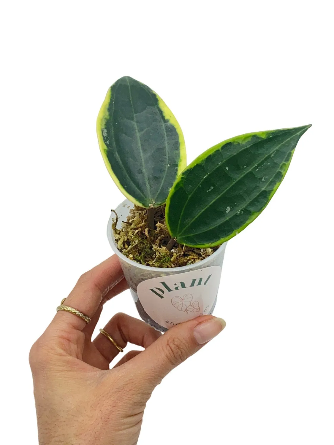 Plant and Stories Hoya Latifolia Albomarginata plante pot 6 cm