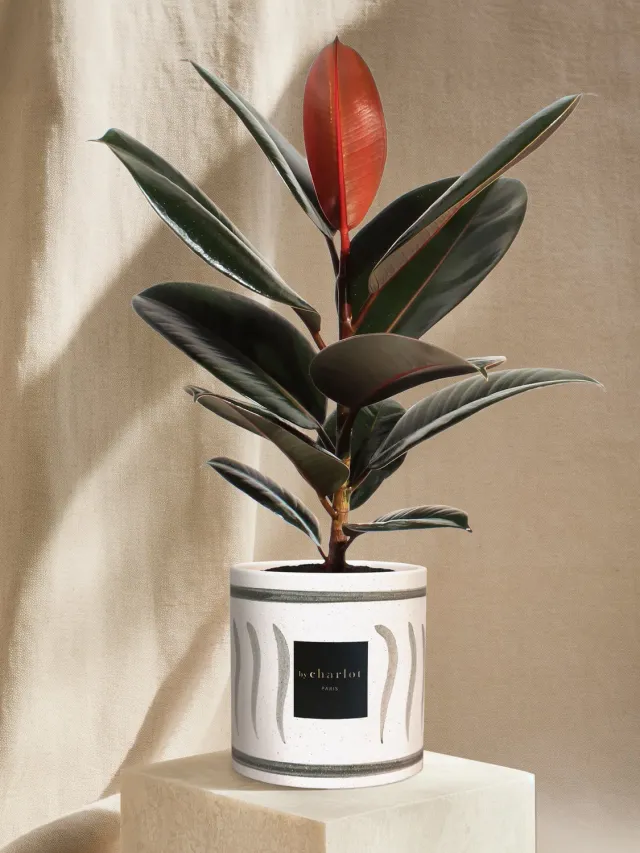 By Charlot L'Élégante plante d'intérieur pot vert