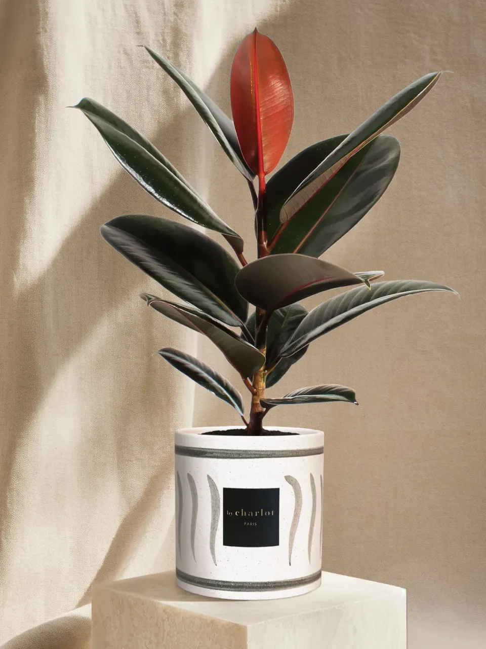 By Charlot L'Élégante plante d'intérieur pot vert