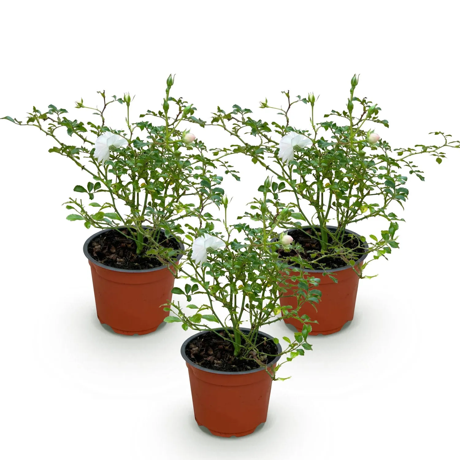 Plant and Stories White Fairy rosier blanc parfumé 1 plant