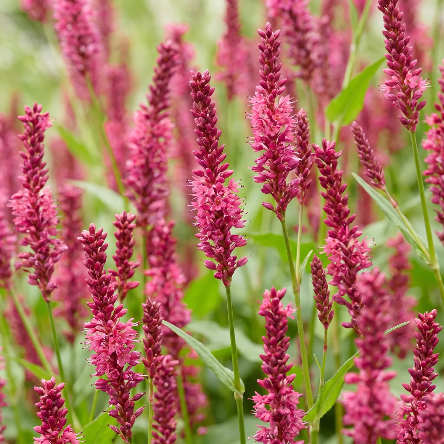 Plant and Stories Renouée Persicaria amplexicaulis vivace pot 11cm rouge