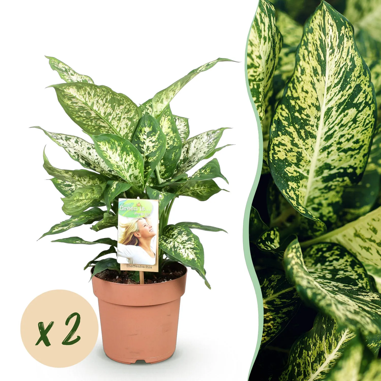 Plant and Stories Dieffenbachia Compacta intérieur 17 cm panier