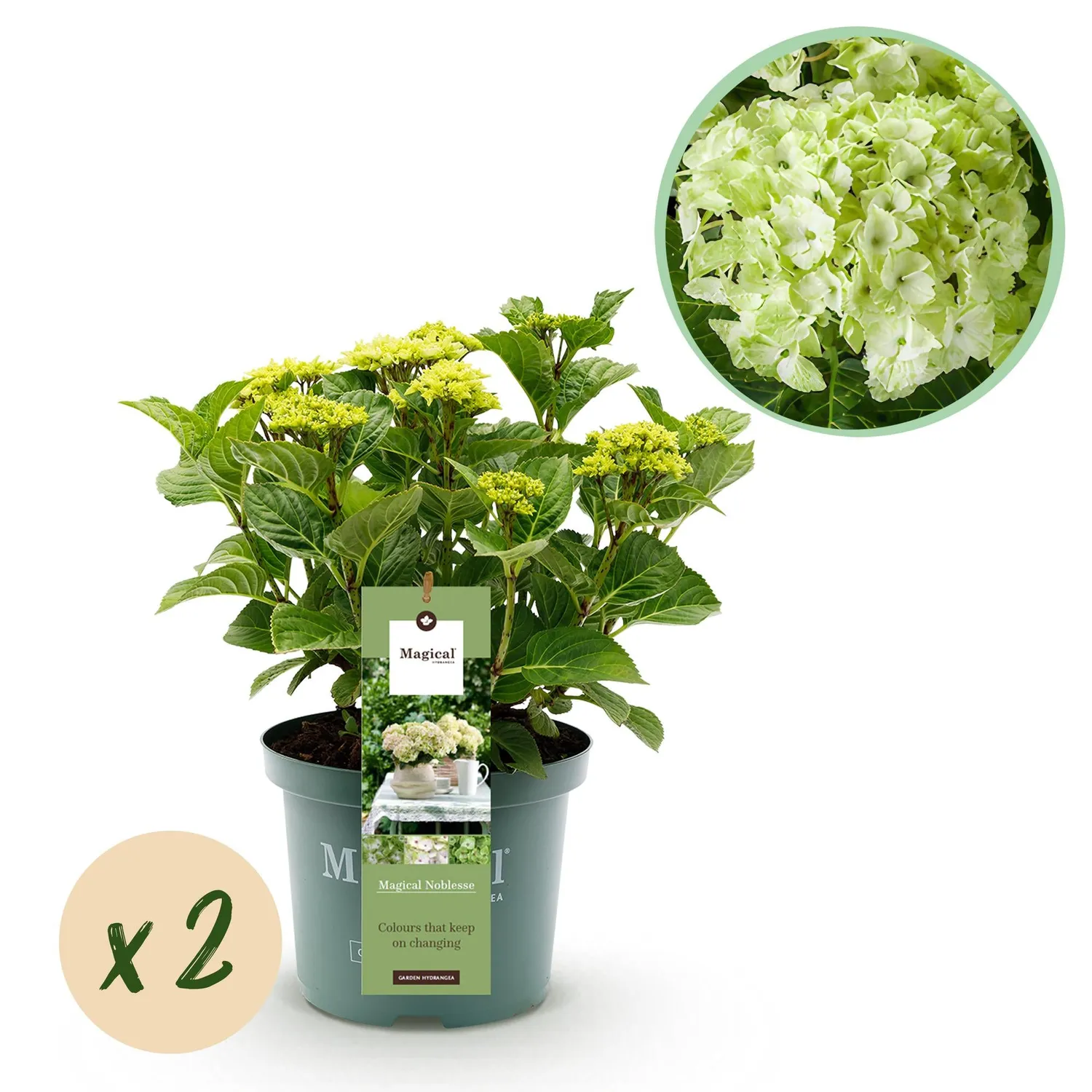 Plant and Stories Magical Nobless hortensia 1 pot 23 cm blanc