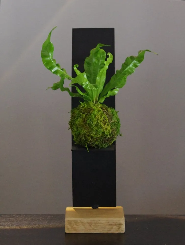 Aquaphyte Comoe kokedama magnet fougere suspendu 8 cm