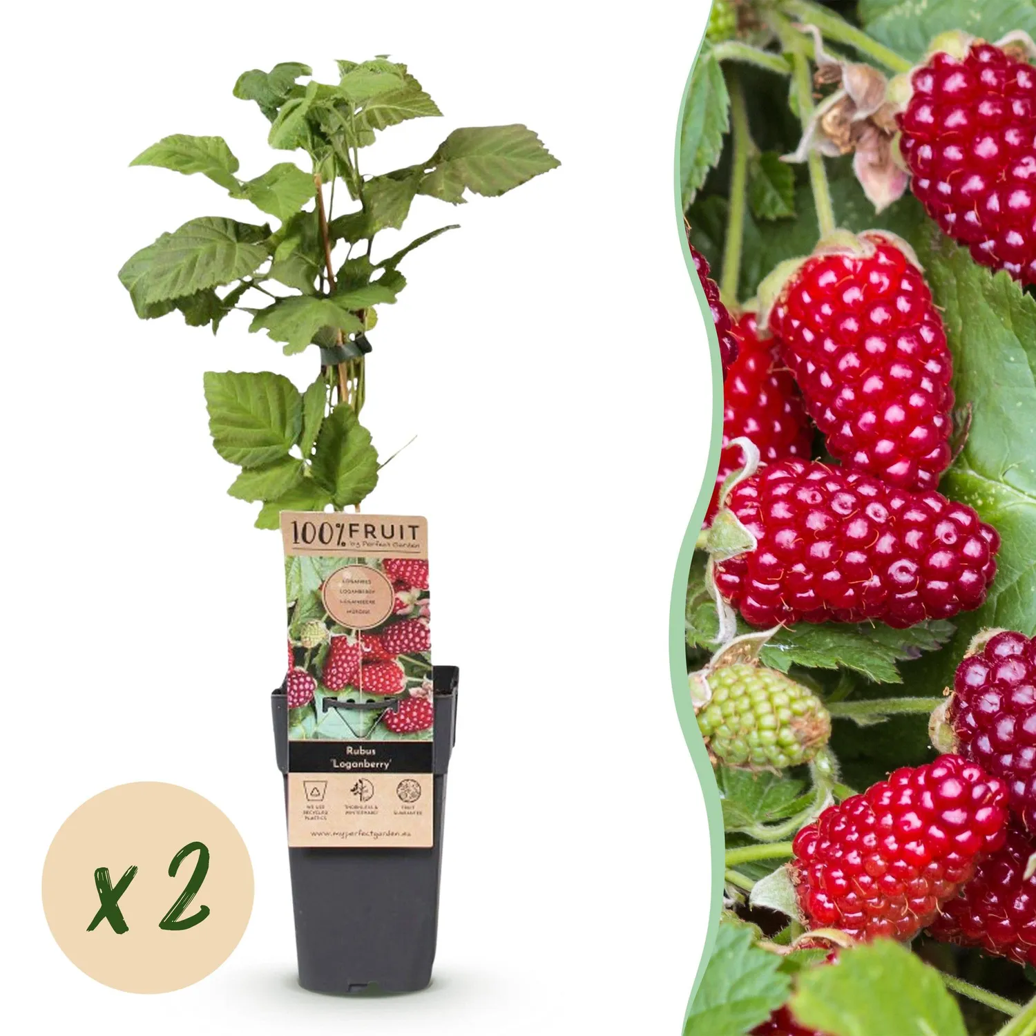 Plant and Stories Thornless Loganberry mûre fruitier 2 plants sans épines