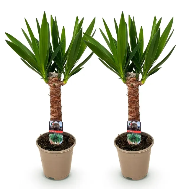 Plant and Stories Elephantipes yucca pot 14 cm 55 cm sans épine