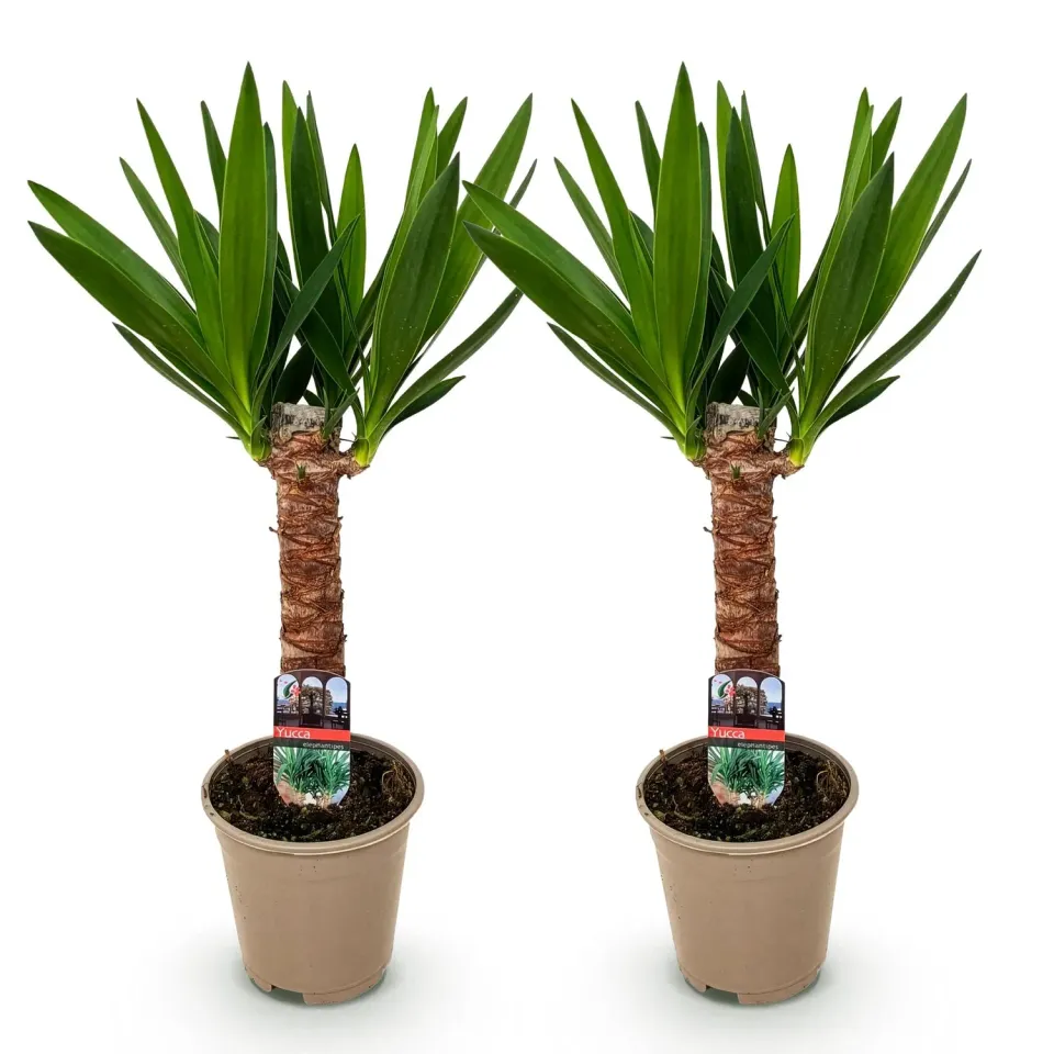 Plant and Stories Elephantipes yucca pot 14 cm 55 cm sans épine