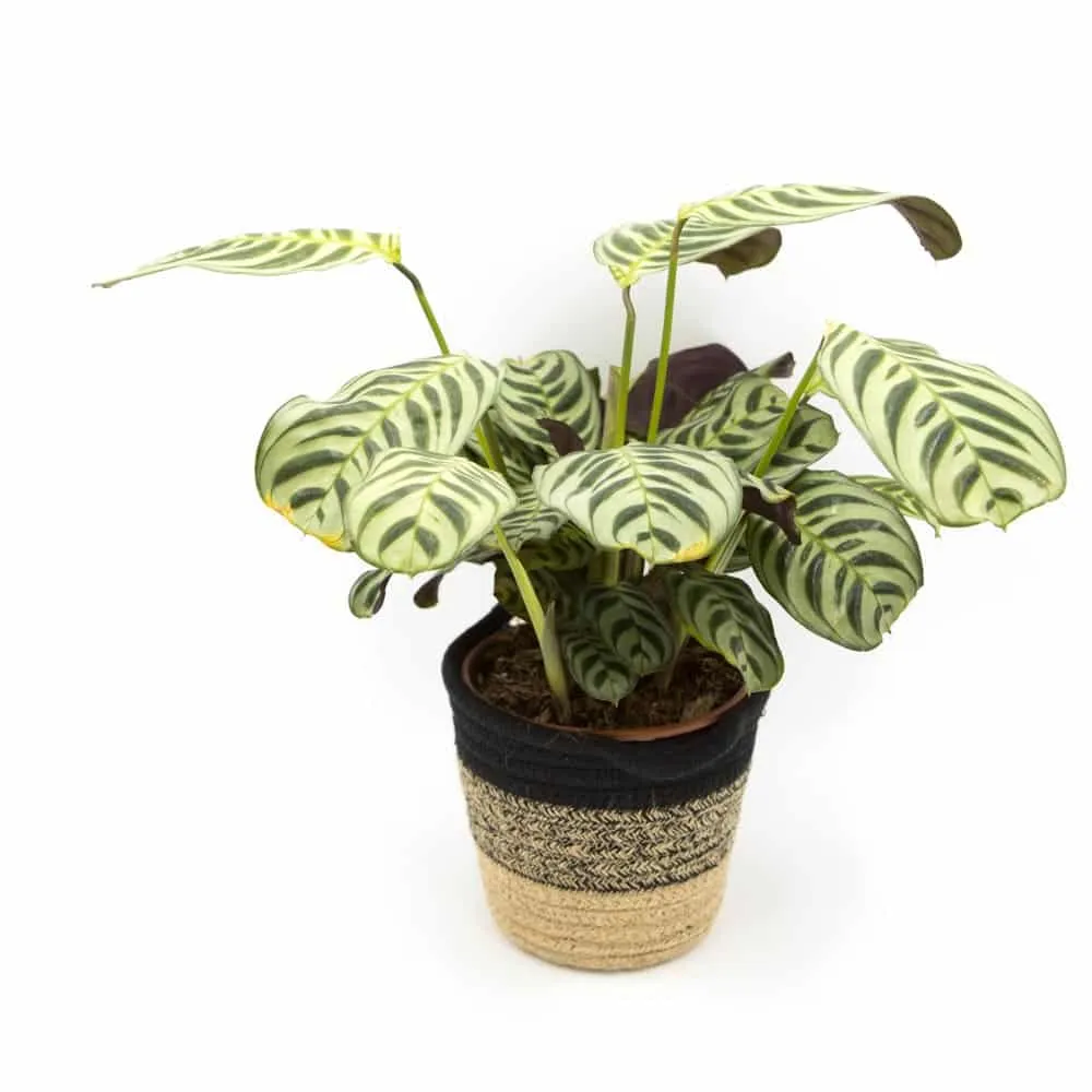 Réconciliation Végétale Chloe calathea amabilis plante prière