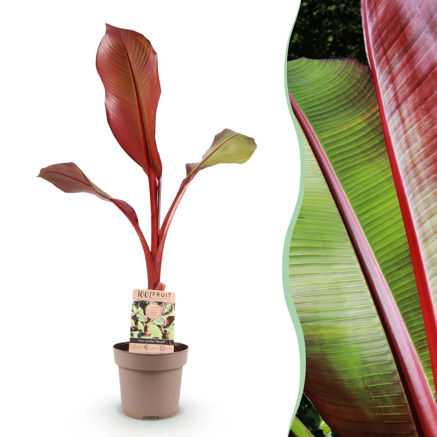 Plant and Stories Ensete Maurelii bananier rouge pot 21 cm 90 cm
