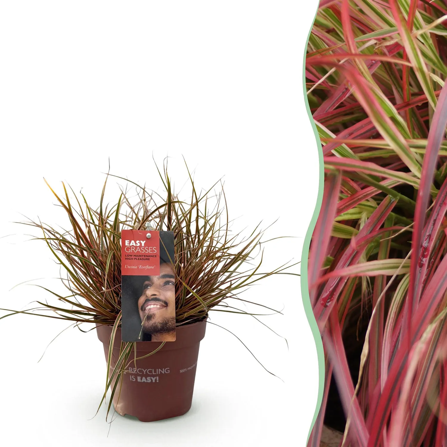 Plant and Stories Uncinia Everflame laîche rouge pot 17 cm
