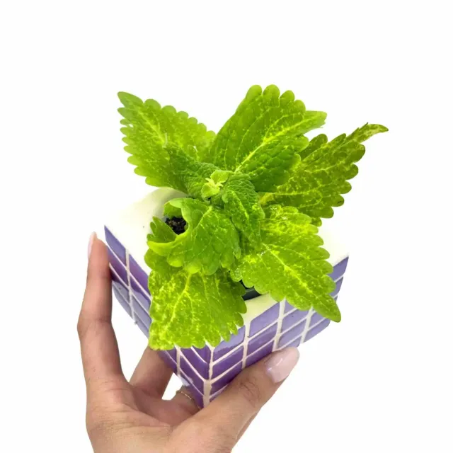 Plant and Stories Coleus Lime plante pot 6 cm vert citron