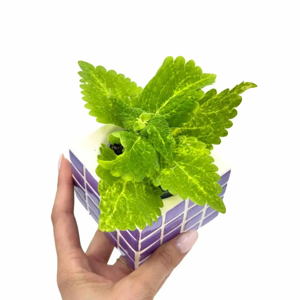 Plant and Stories Coleus Lime plante pot 6 cm vert citron