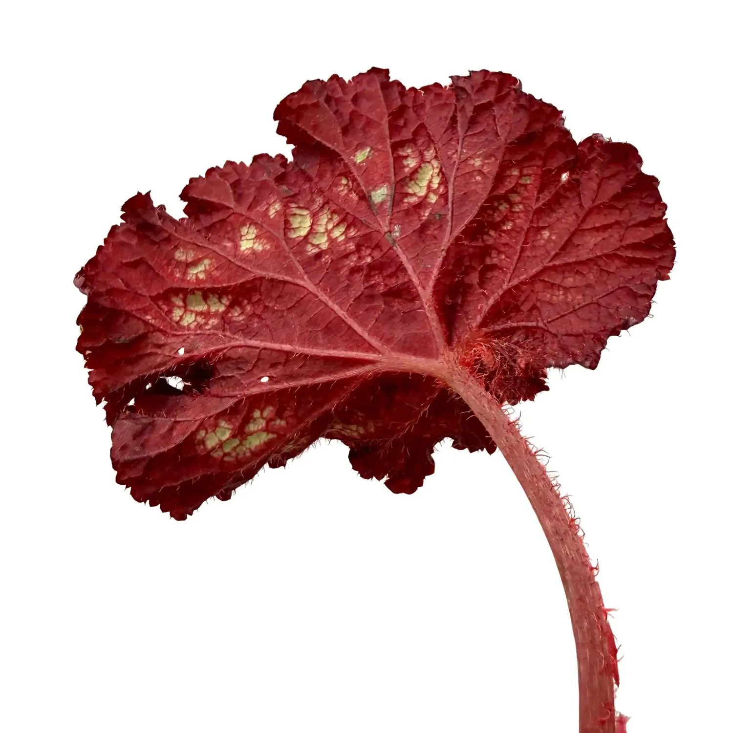 Plant and Stories Begonia Pink Panther plante pot 8 cm rose