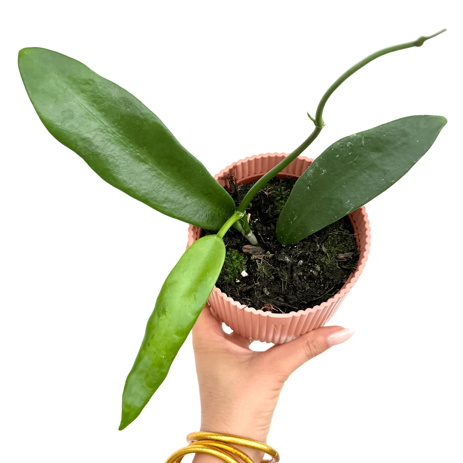 Plant and Stories Island hoya parfumé pot 10 cm