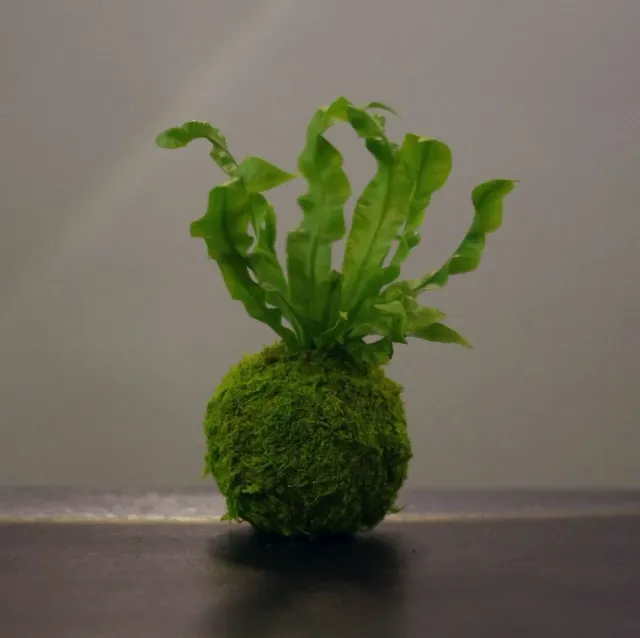 Aquaphyte Comoe kokedama magnet fougere suspendu 8 cm