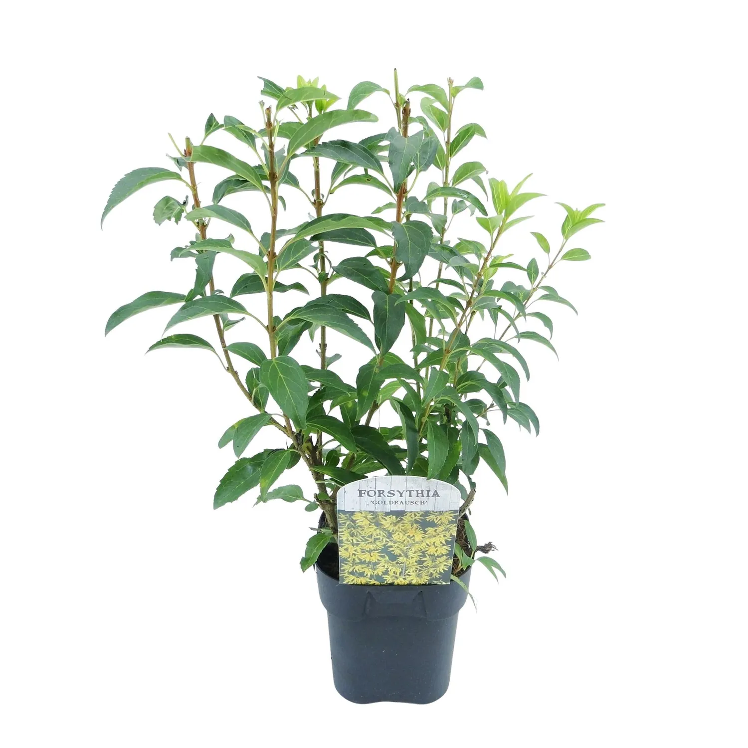 Plant and Stories Forsythia Goldrausch arbuste pot 17 cm jaune