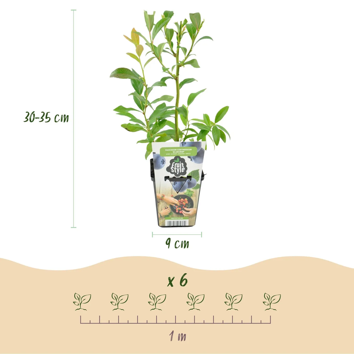 Plant and Stories Bluecrop myrtillier 3 plants fruitier rustique