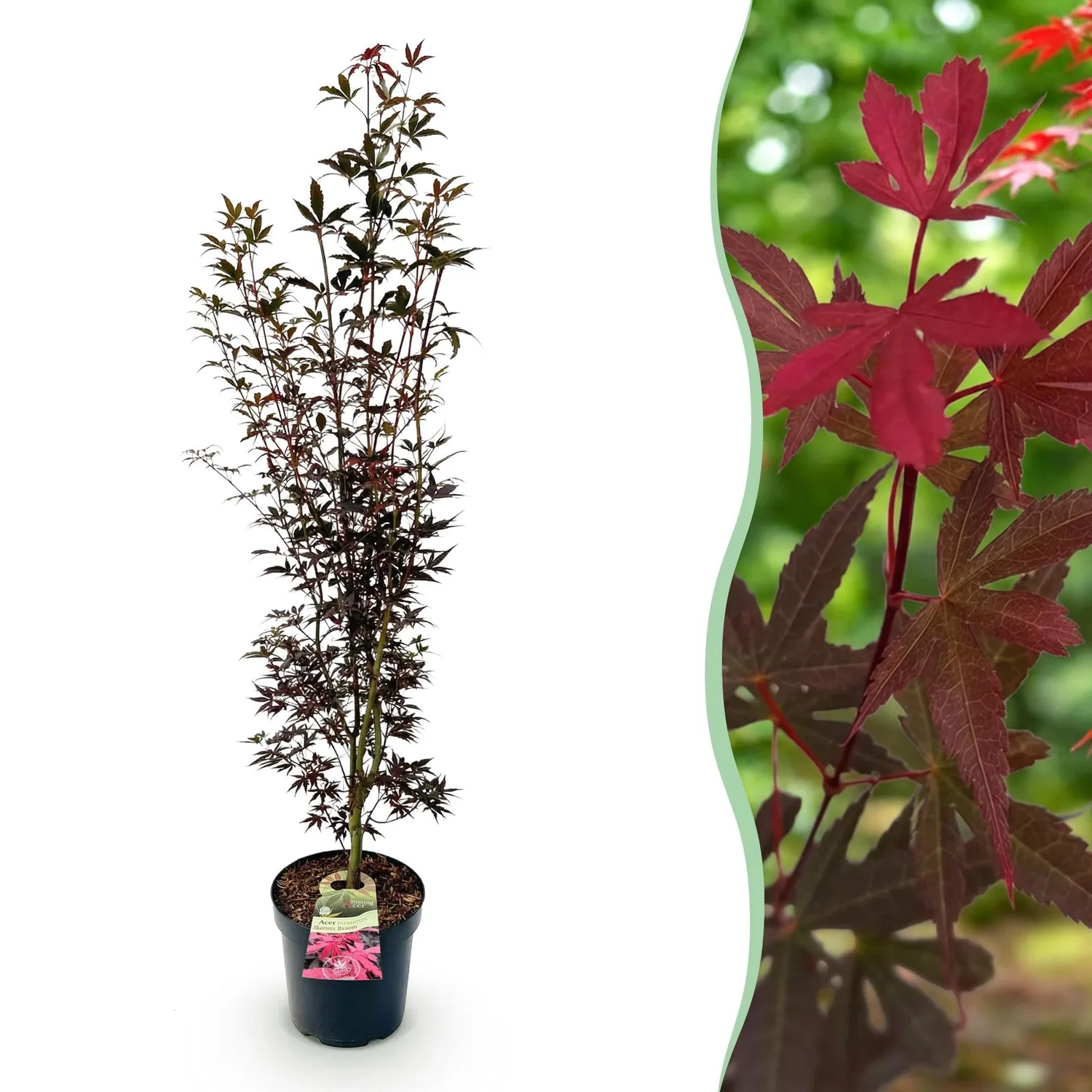 Plant and Stories Acer Skeeter's Broom érable du Japon pot 26 cm