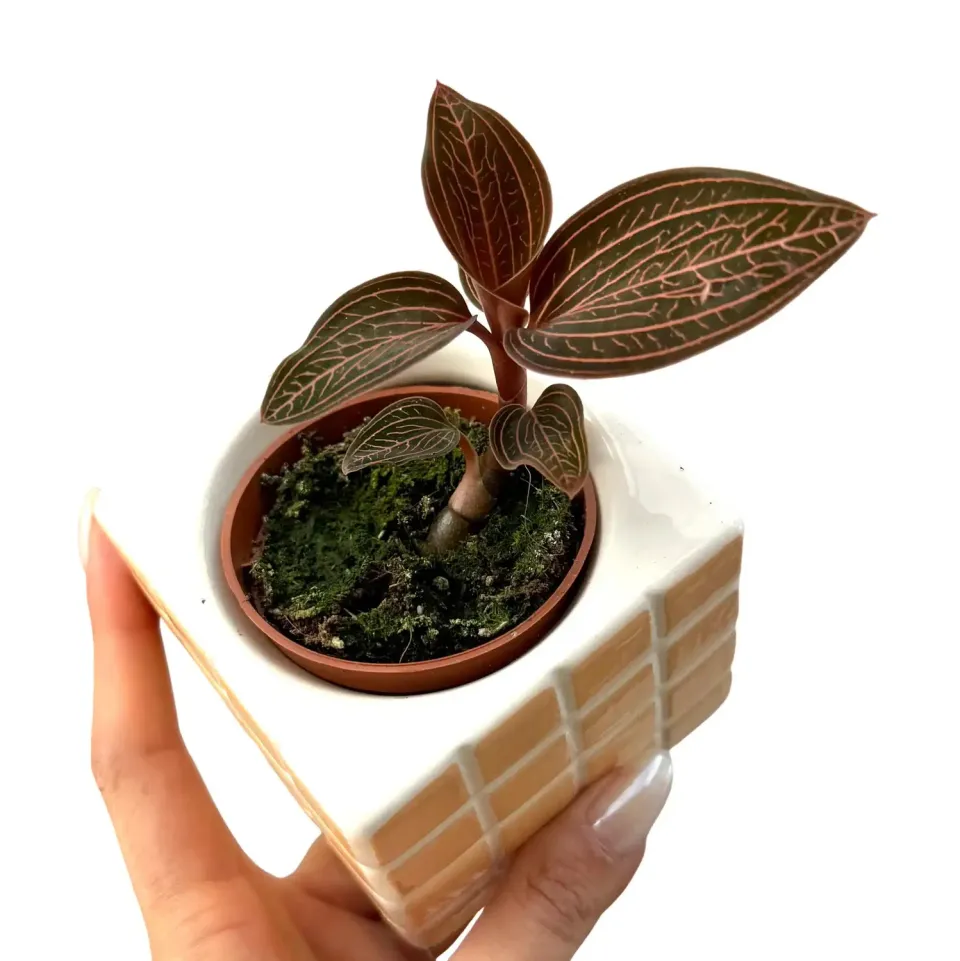 Plant and Stories Anoectochilus Spiderman orchidée bijou pot 6cm