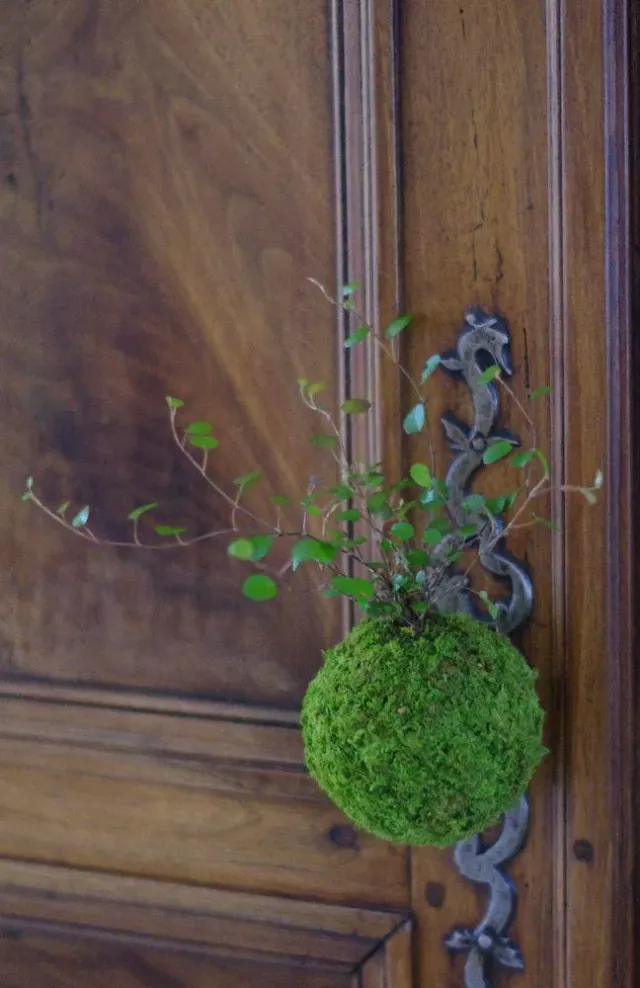 AQUAPHYTE Tesla kokedama Magnet muehlenbeckia fin
