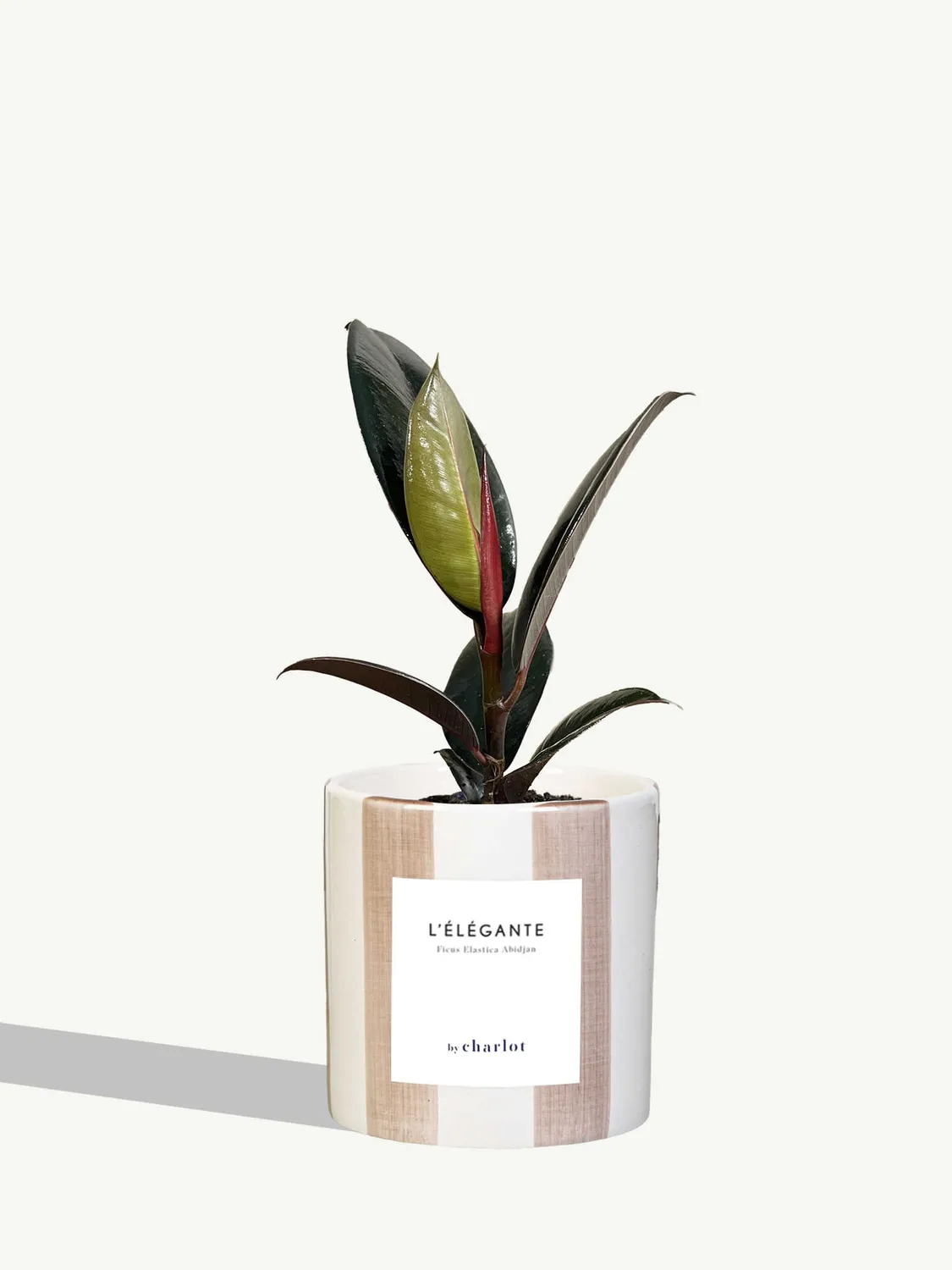 By Charlot L'Élégante Plante verte facile d'entretien