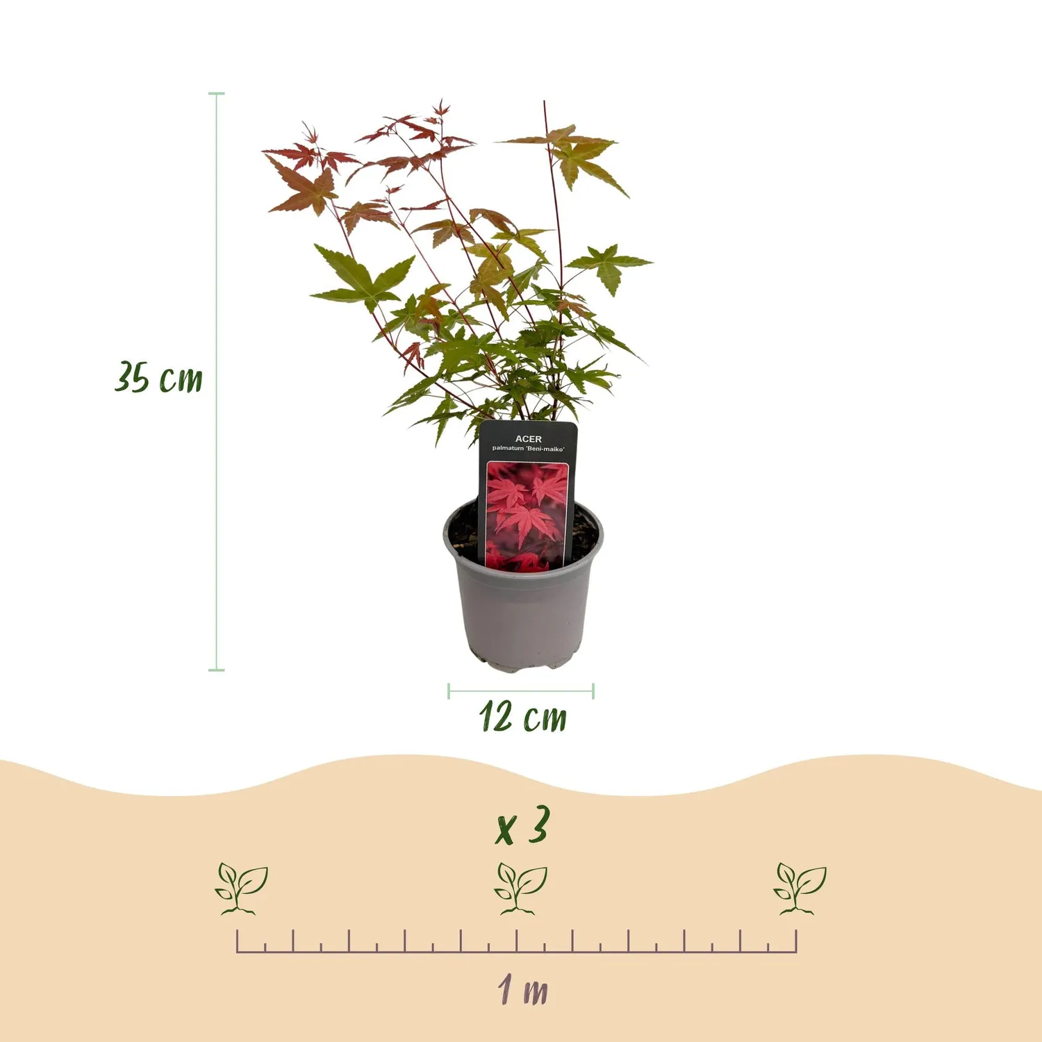 Plant and Stories Érable Japon Acer lot 3 plants tricolore