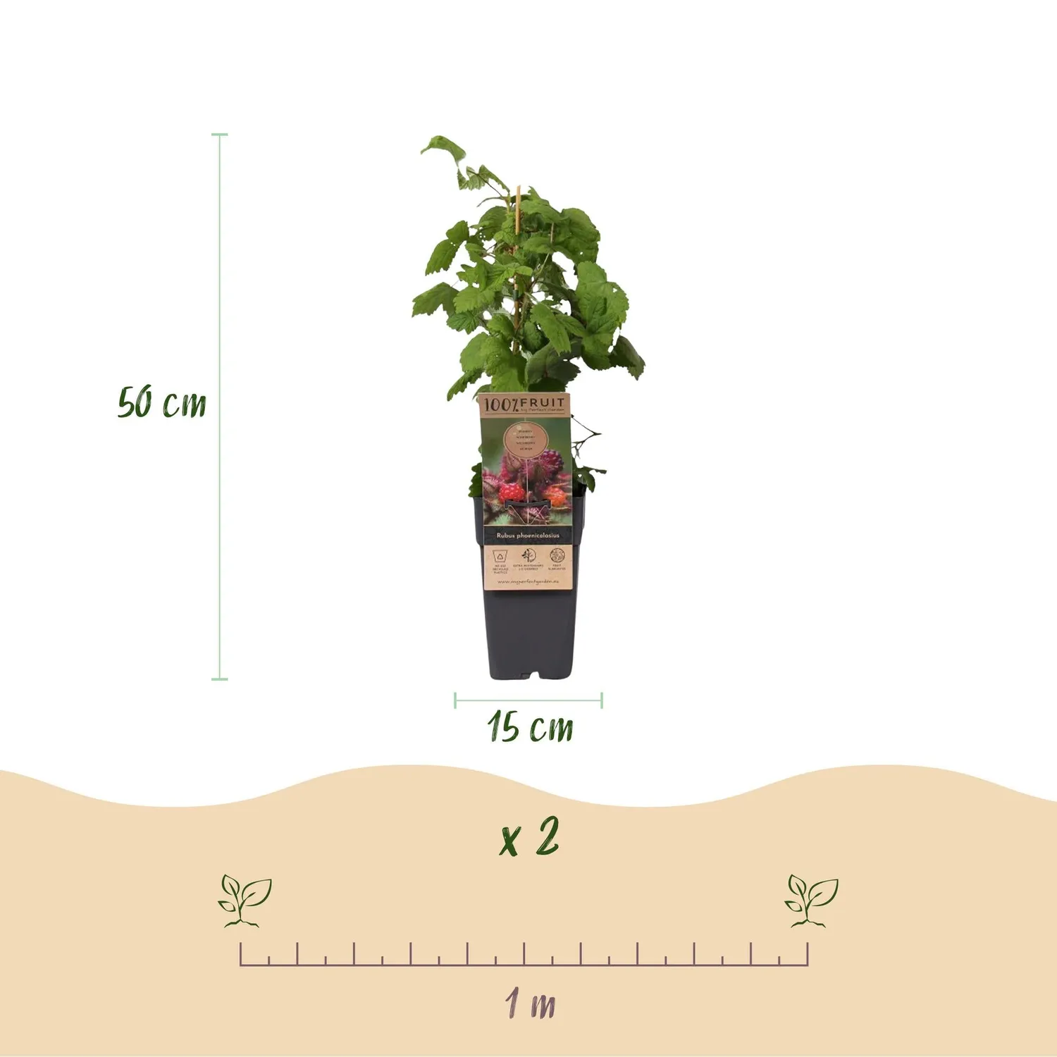 Plant and Stories Framboisier du Japon pot 15 cm lot 2 rustique