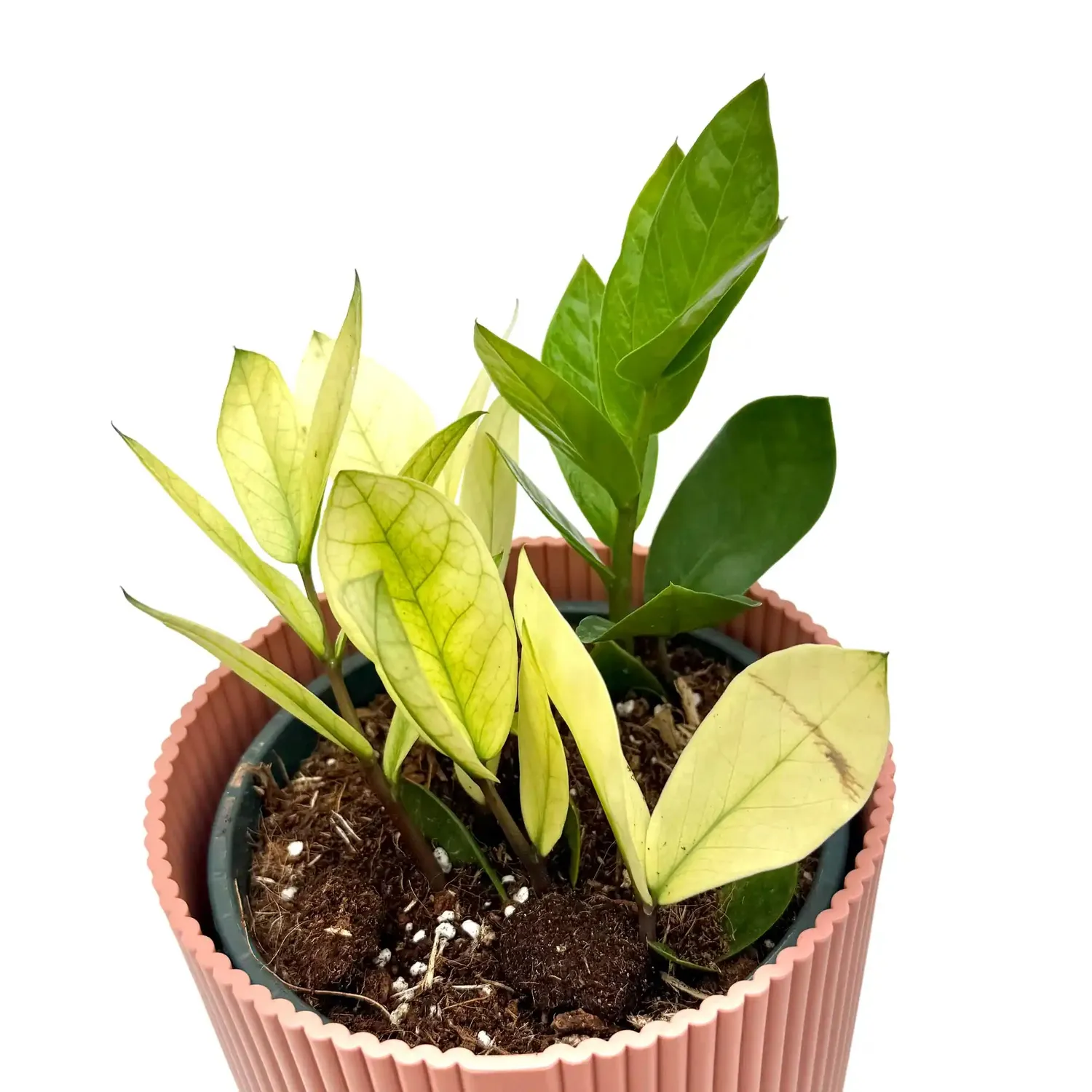 PLANT AND STORIES Zamioculcas Chameleon plante pot 14 cm panaché
