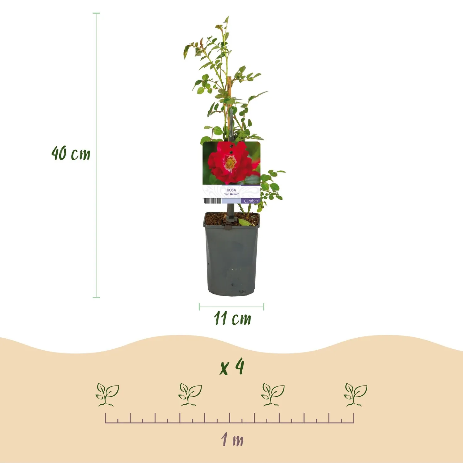 Plant and Stories Red Queen rosier grimpant lot 2 rouge parfumé