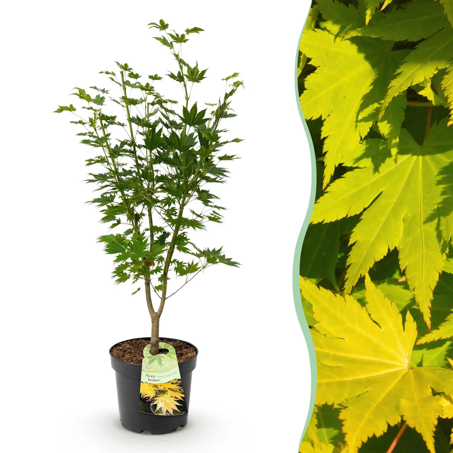 Plant and Stories Érable Jordan arbuste pot 26 cm 90 cm