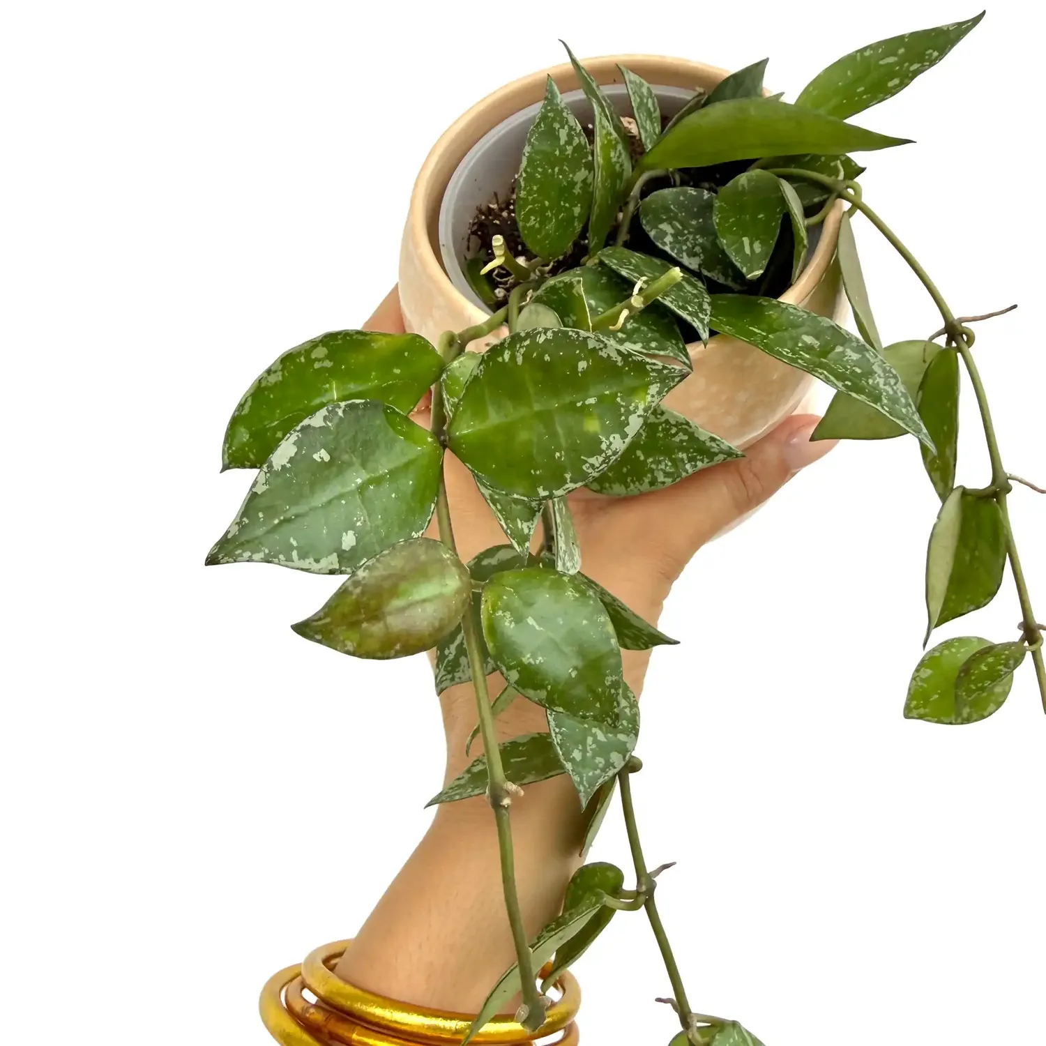 Plant and Stories Krohniana hoya argenté pot 6 cm