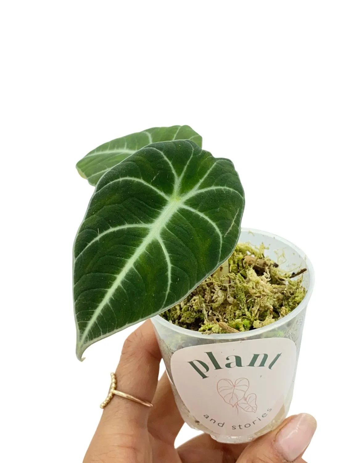 PLANT AND STORIES Black Velvet alocasia velours pot 12 cm