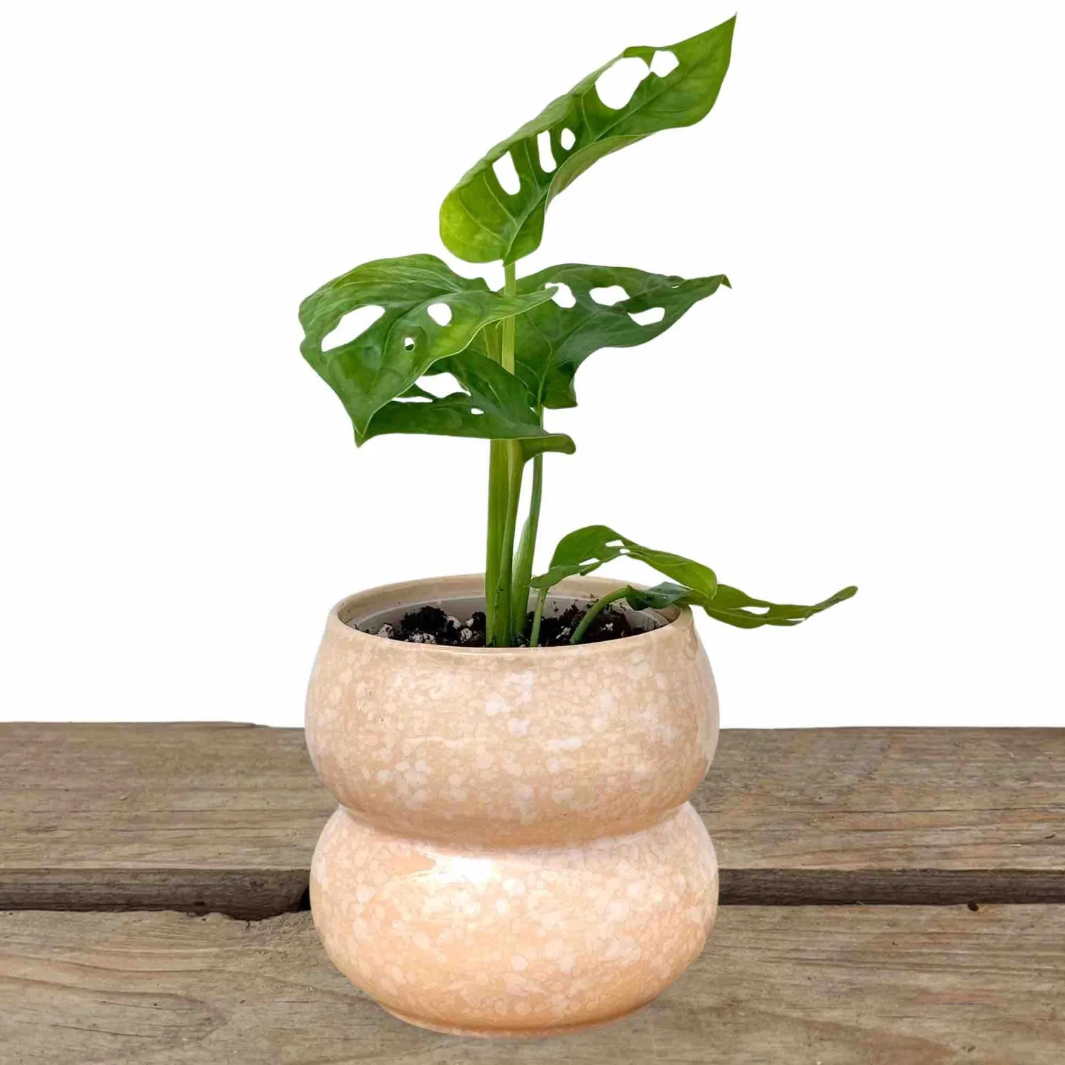 Plant and Stories Bulle cache-pot céramique rose 9 cm