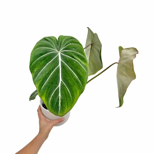 Plant and Stories philodendron Gloriosum plante intérieur velours 9 cm