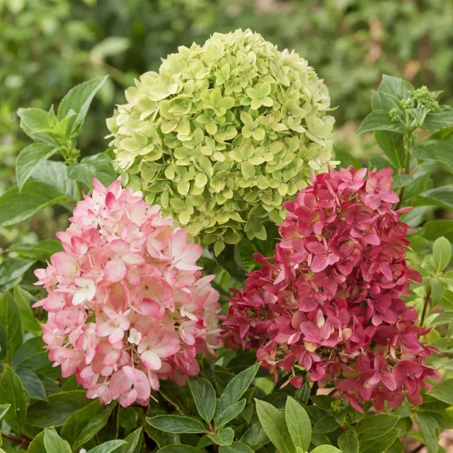 Plant and Stories Hortensia Groundbreaker Blush arbuste 1 plant
