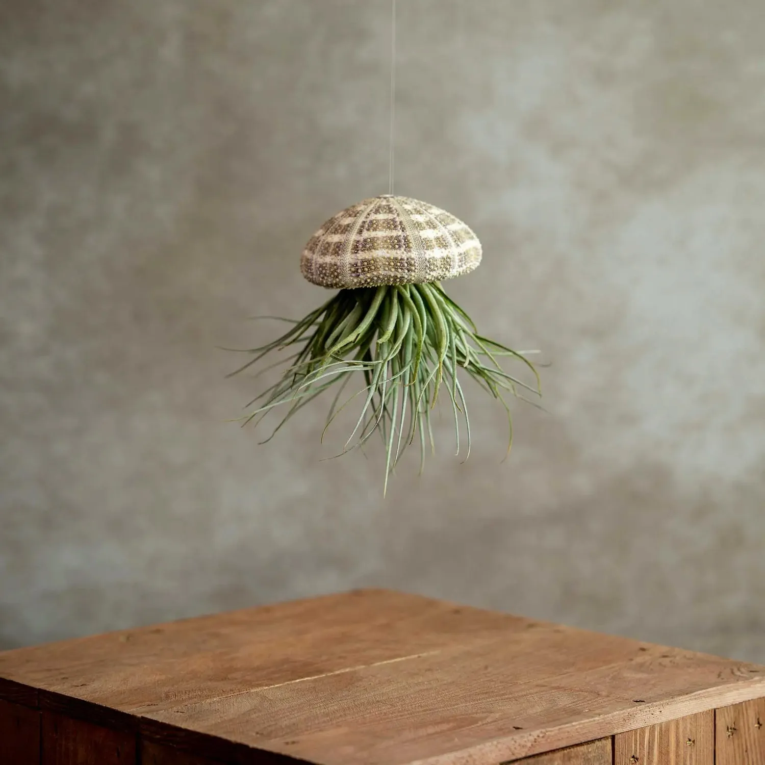 Airplantshop Jellyfish Large Méduse Tillandsia Caput Medusae